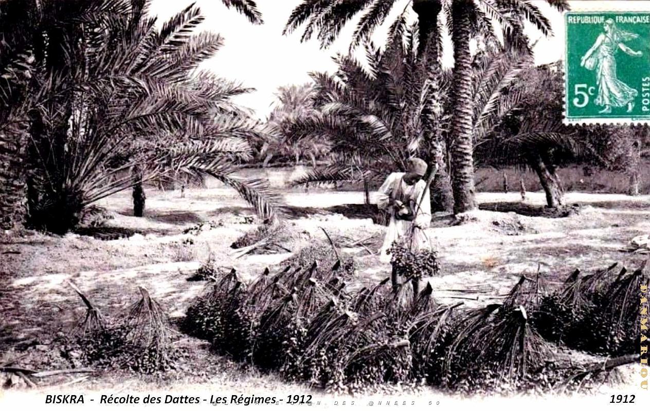 Biskra - Recolte des Dattes - 1912.jpg